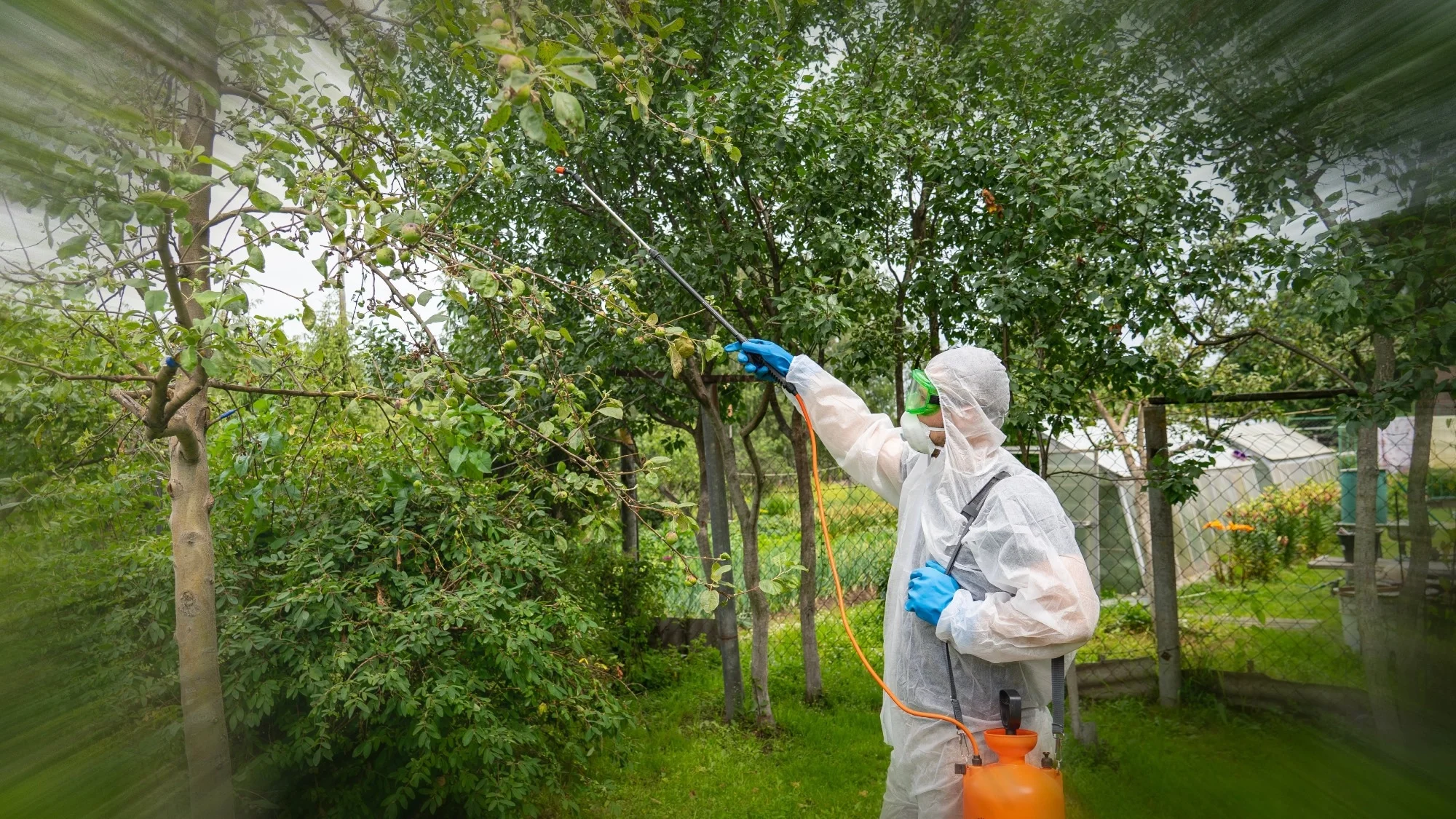 Diafenthiuron in fruitboom ongediertebestrijding
